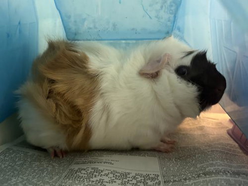 A165657, a guinea pig for adoption from Corona Animal Services