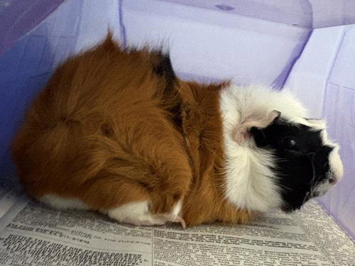 A165658, a guinea pig for adoption from Corona Animal Services