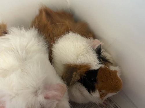 A165659, a guinea pig for adoption from Corona Animal Services