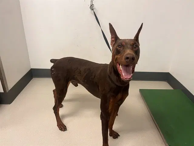 Vinny - Doberman Pinscher