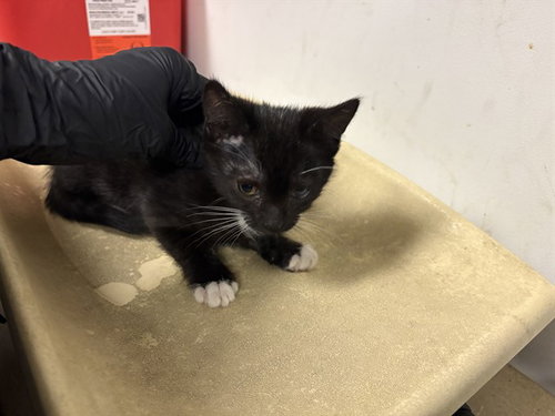 A165671, a cat for adoption from Corona Animal Services