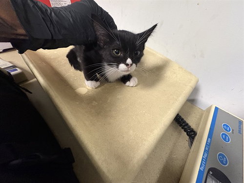 A165672, a cat for adoption from Corona Animal Services