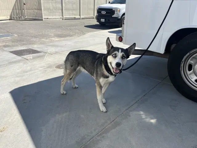 Sasha - Siberian Husky