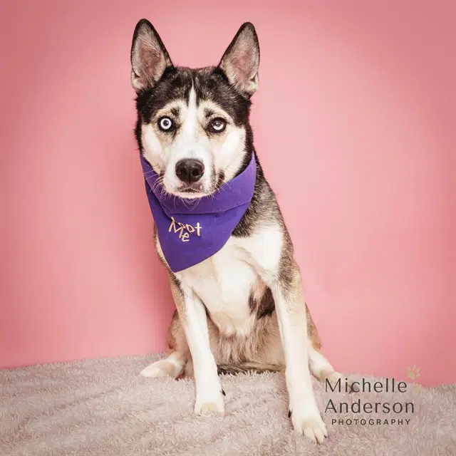 Sasha - Siberian Husky