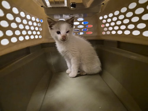 A165784, a cat for adoption from Corona Animal Services