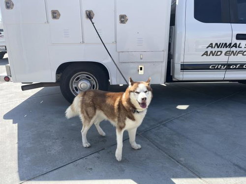Hunter, Husky (medium coat)