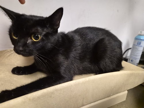A165705, a cat for adoption from Corona Animal Services