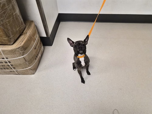 A165706, a dog for adoption from Corona Animal Services