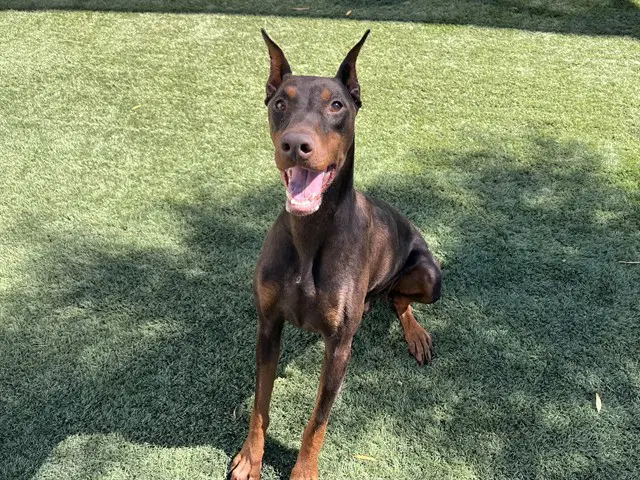 Bambie - Doberman Pinscher