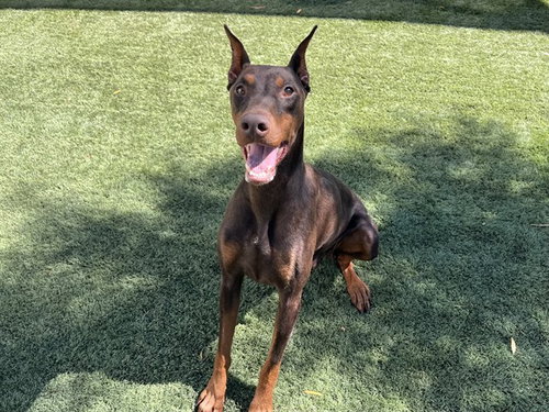 Bambie, Doberman Pinscher (medium coat)