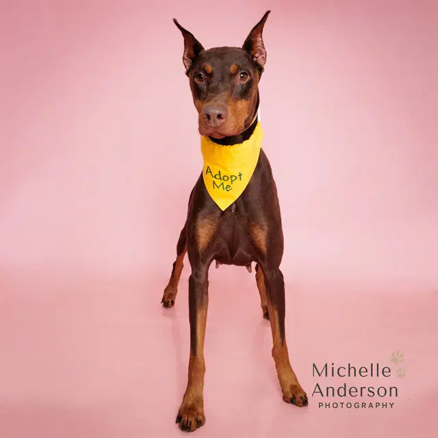 Bambie - Doberman Pinscher