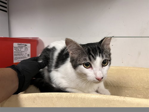 A165716, a cat for adoption from Corona Animal Services