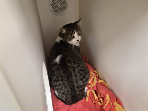 A165717, a cat for adoption from Corona Animal Services