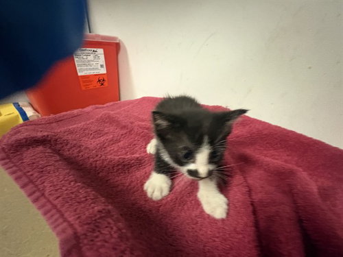 A164982, a cat for adoption from Corona Animal Services
