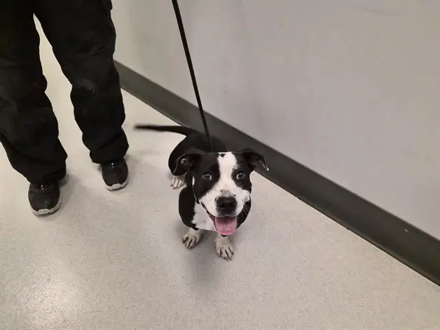 Baby Girl - Pit Bull Terrier
