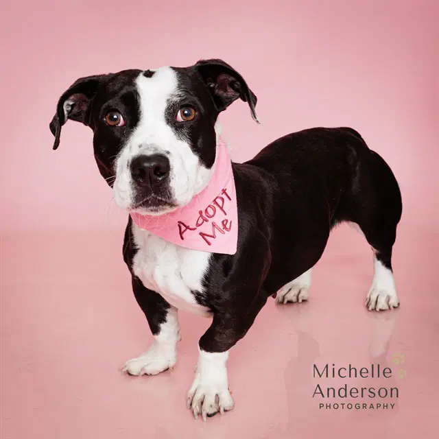 Baby Girl - Pit Bull Terrier