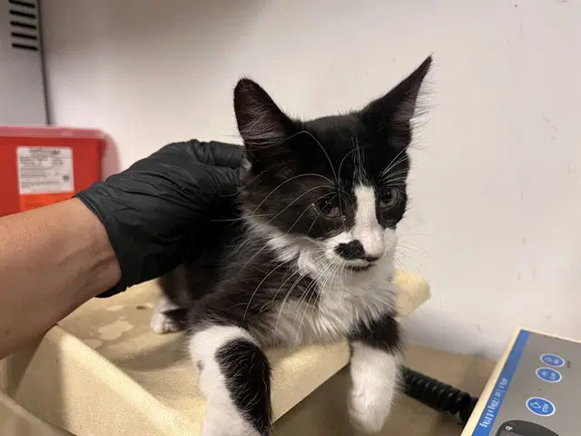 Unknown - Domestic Medium Hair