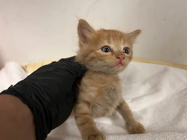 Unknown - Domestic Short Hair