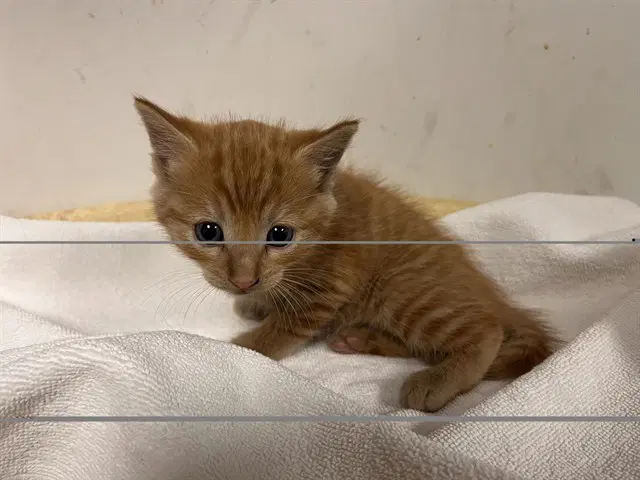 Unknown - Domestic Short Hair