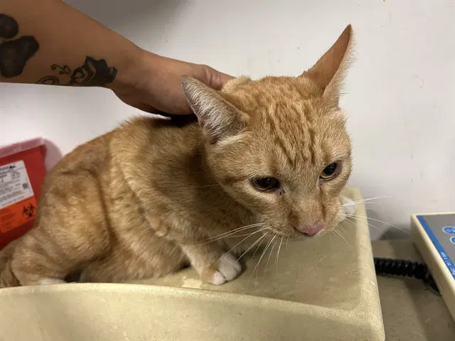 Simba image 1