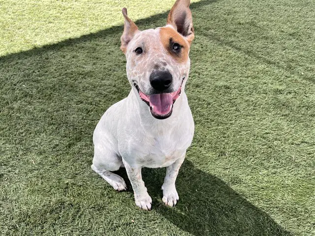 Wickett - Australian Cattle Dog/Blue Heeler