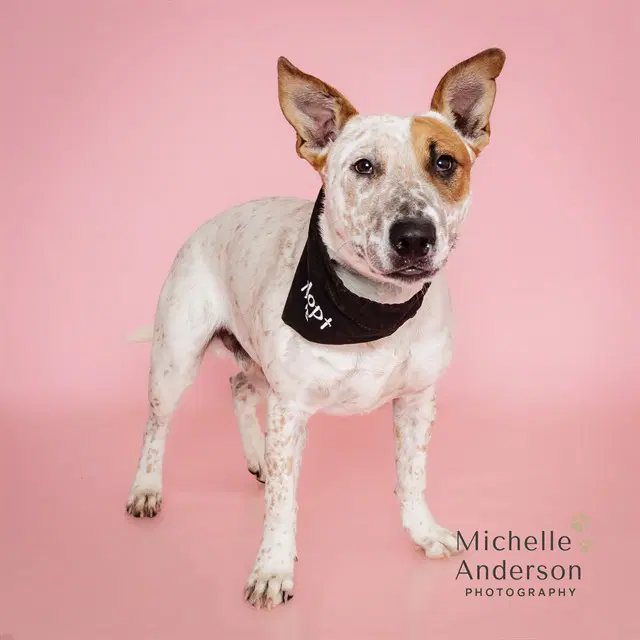 Wickett - Australian Cattle Dog/Blue Heeler