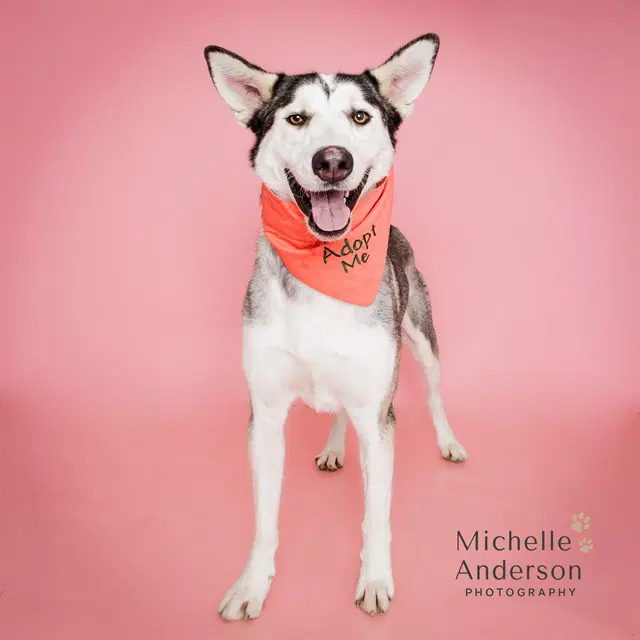 Unknown - Siberian Husky