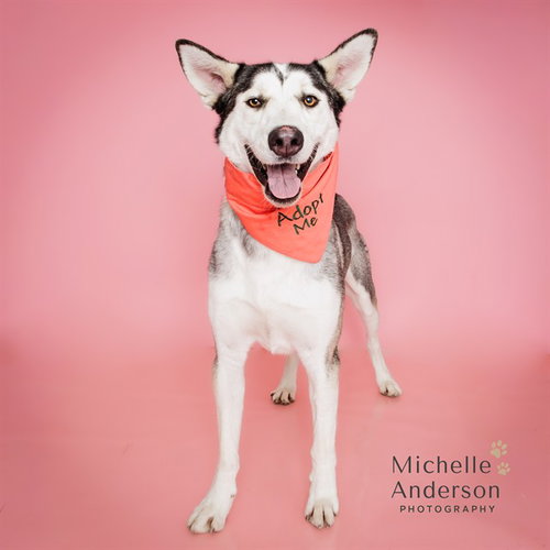Rj, Siberian Husky / German Shepherd Dog / Mixed (medium coat)