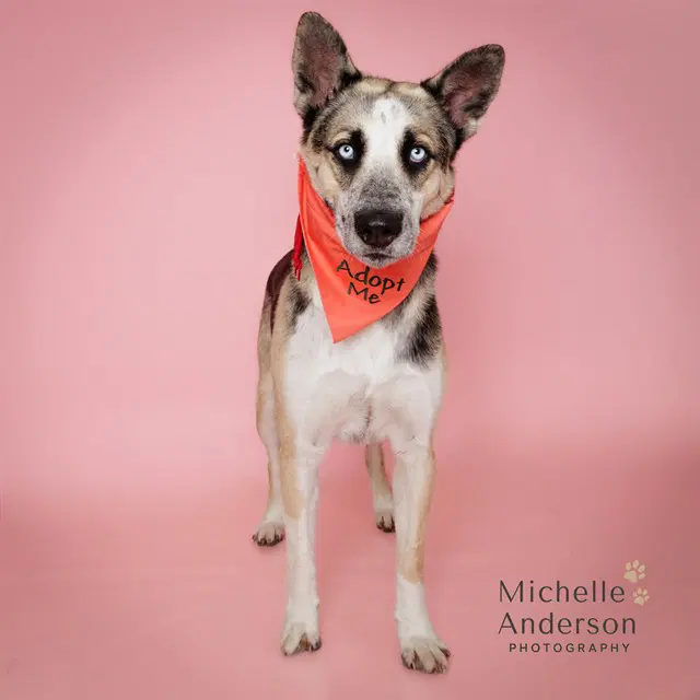 Unknown - German Shepherd Dog