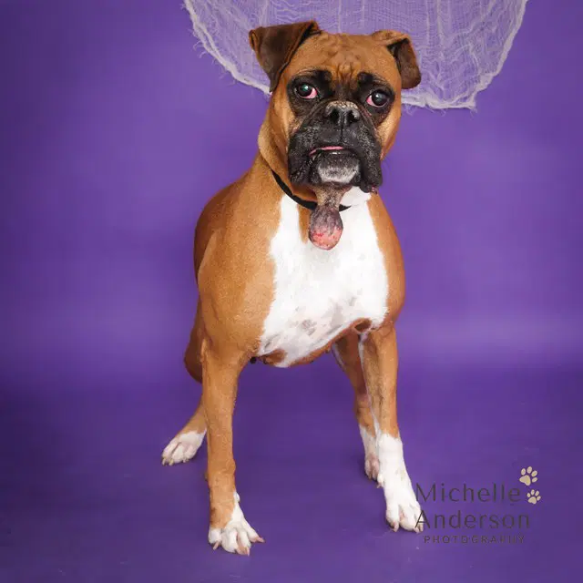 Unknown - Boxer