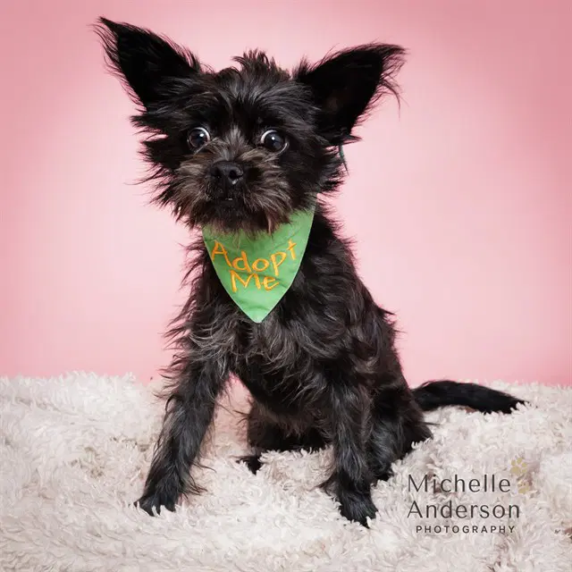 Unknown - Yorkshire Terrier Yorkie