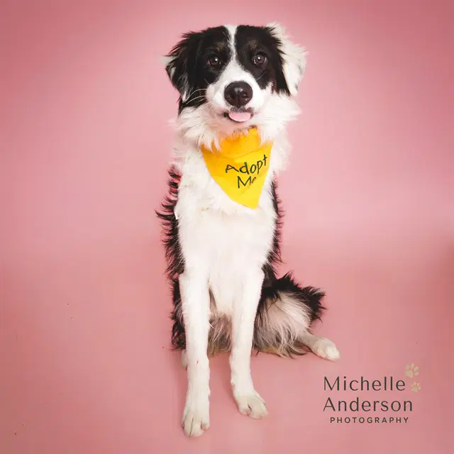 Diego - Border Collie