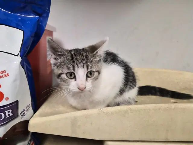 Unknown - Domestic Medium Hair