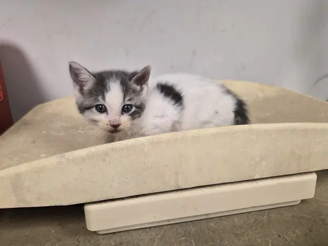 Unknown - Domestic Short Hair