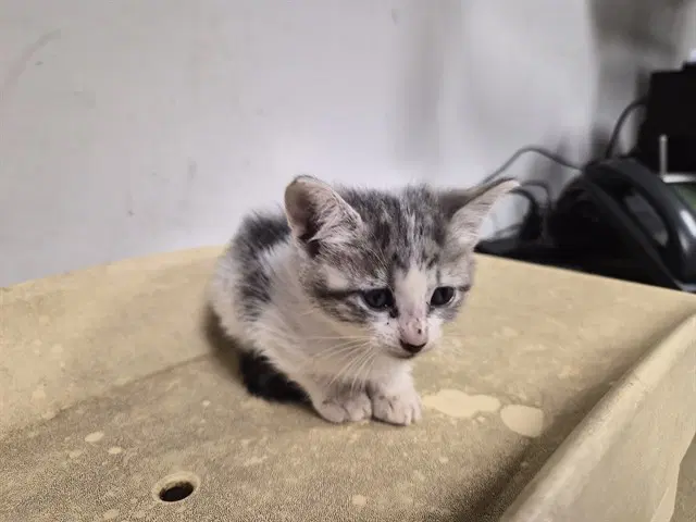 Unknown - Domestic Short Hair