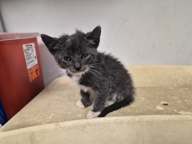 Unknown - Domestic Short Hair