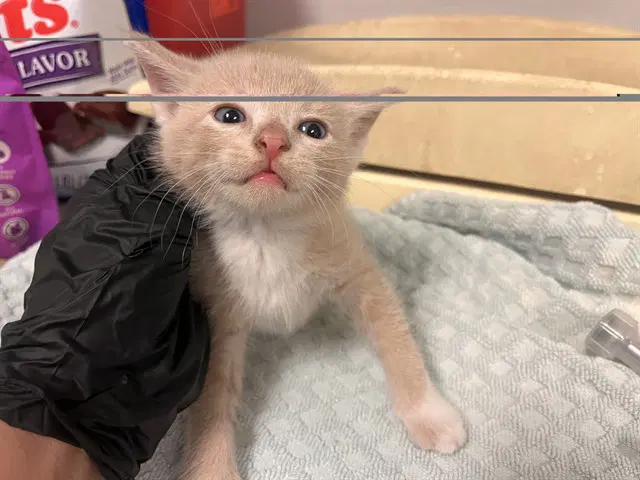Unknown - Domestic Short Hair