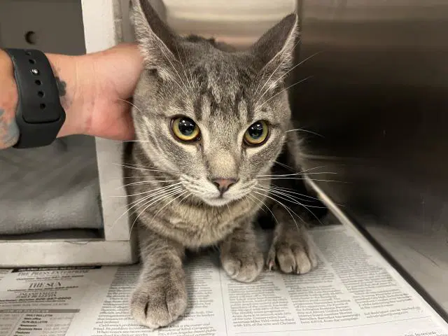 Unknown - Domestic Short Hair