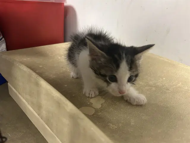 Unknown - Domestic Medium Hair