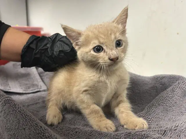 Felix - Domestic Short Hair