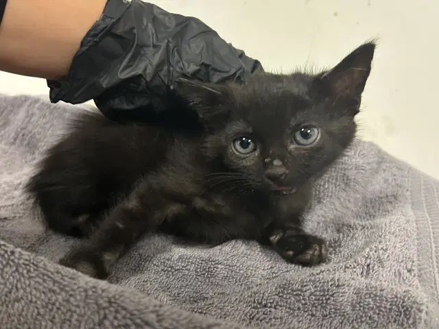 Oliver - Domestic Short Hair