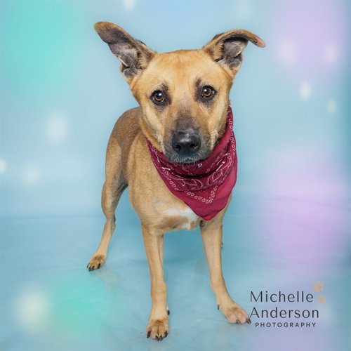 Vida, German Shepherd Dog / Mixed (medium coat)
