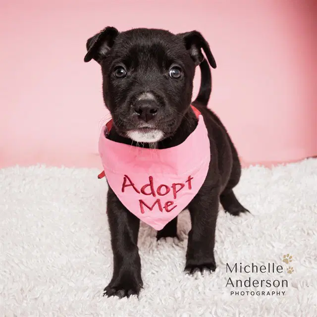Unknown - Pit Bull Terrier