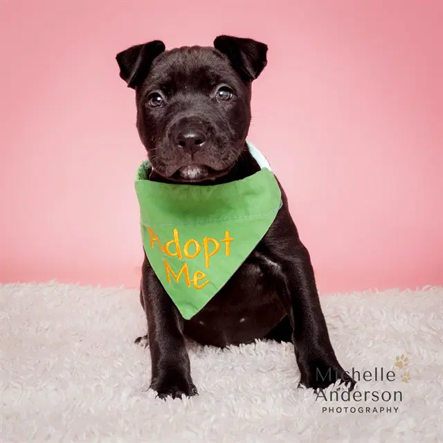 Unknown - Pit Bull Terrier