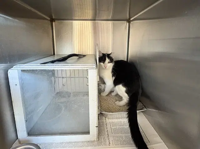 Unknown - Domestic Short Hair