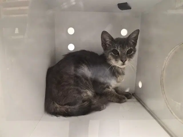 Unknown - Domestic Medium Hair