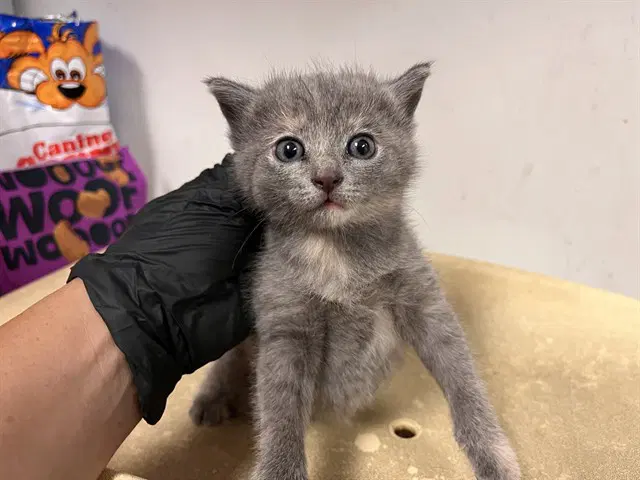 Oliver - Domestic Short Hair