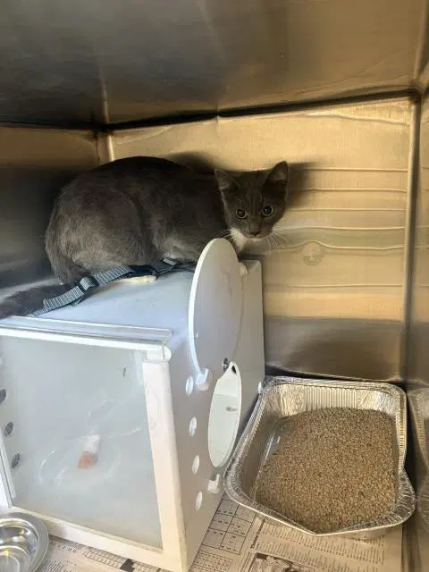 Unknown - Domestic Short Hair