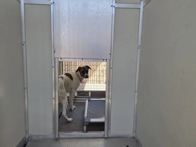 Max - Australian Shepherd