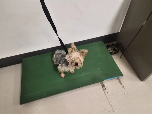 Max - Yorkshire Terrier Yorkie